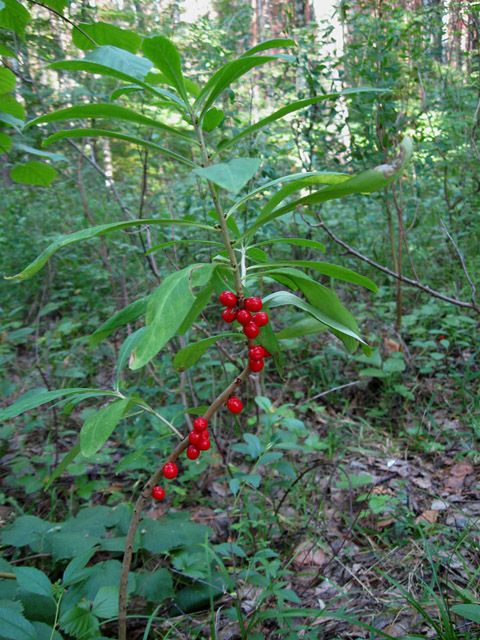 Գայլահատ մահացու - Волчеягодник смертельный - Daphne mezereum L.